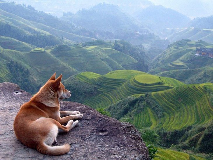 10 animals with the most beautiful views (1)