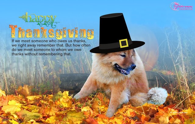 Happy-Thanksgiving-Day-Quote-With-Dog-Picture-Wallpaper-Forest-View