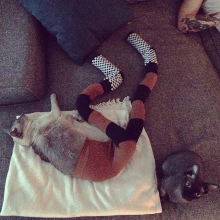 Cats wearing tights are way funnier than dogs wearing tights (4)