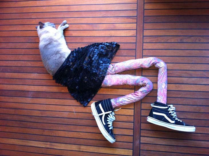 Cats wearing tights are way funnier than dogs wearing tights (14)