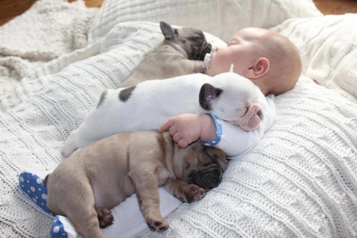 baby with french bulldog puppies (9)