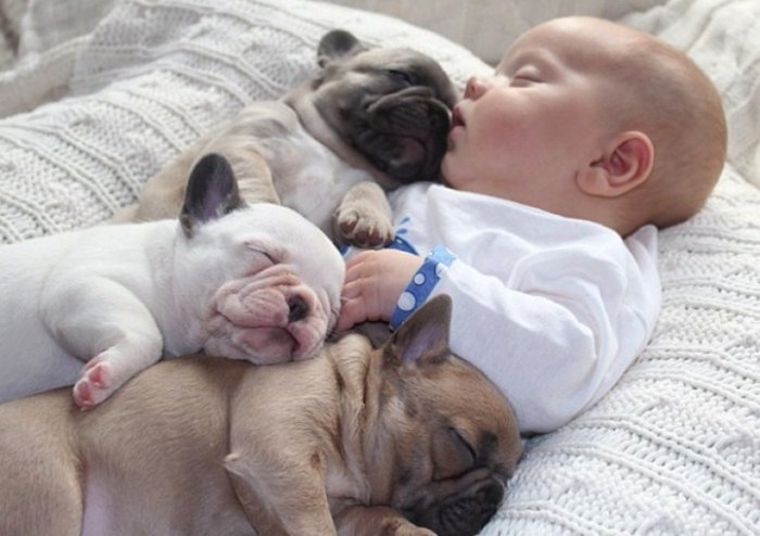 baby with french bulldog puppies (8)