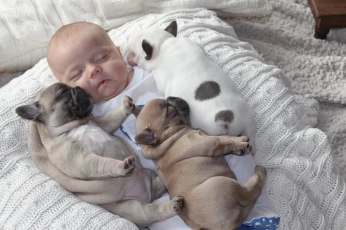 baby with french bulldog puppies (7)