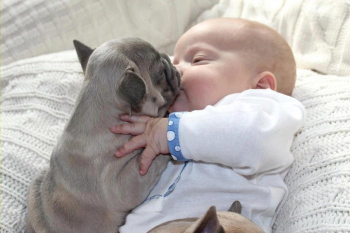 baby with french bulldog puppies (6)