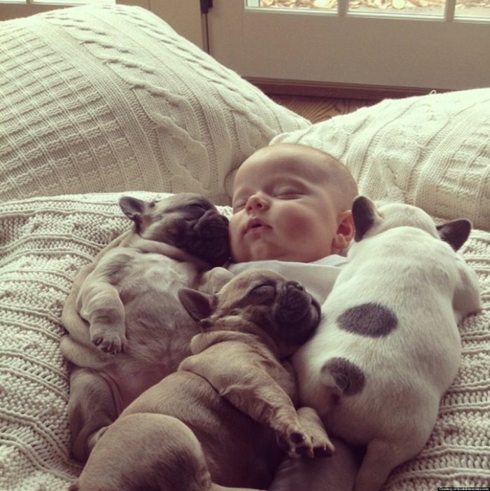 baby with french bulldog puppies (3)