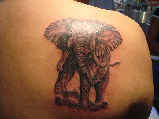 Elephant Tattoo On Right Shoulder