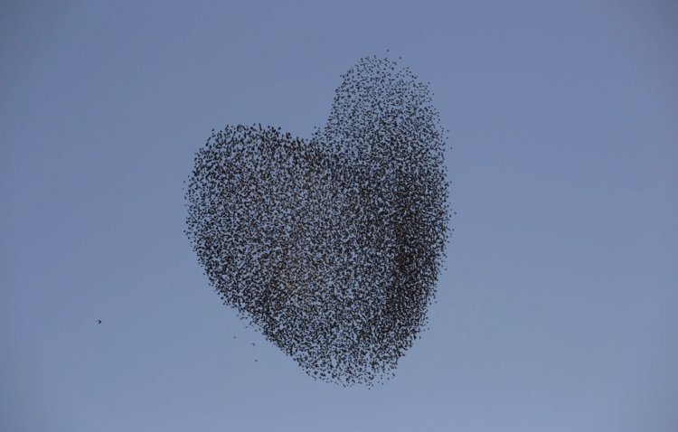A flock of starlings fly over an agricultural field near the southern Israeli city of Netivot (9)