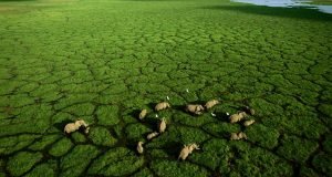A network of elephant trails bisects the green grasses of Lake Amboseli, at the center of Amboseli National Park. The elephants migrate from the dry surrounding plains almost daily in the dry season to drink and graze. A worldwide ban on the ivory trade has allowed Kenya's elephant population to rebound.